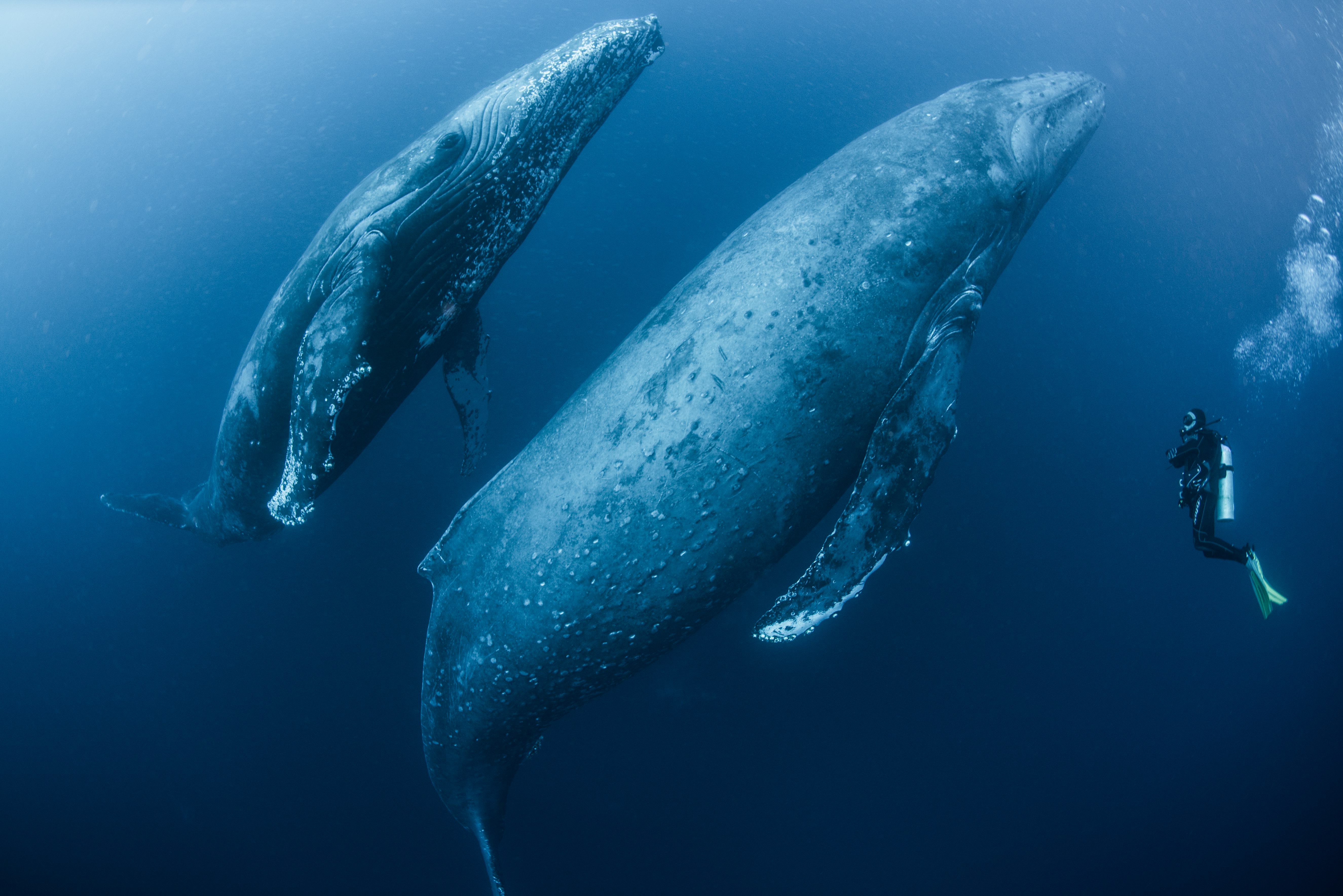 Adult female humpback whale (Megaptera novaeangliae) and younger male escort