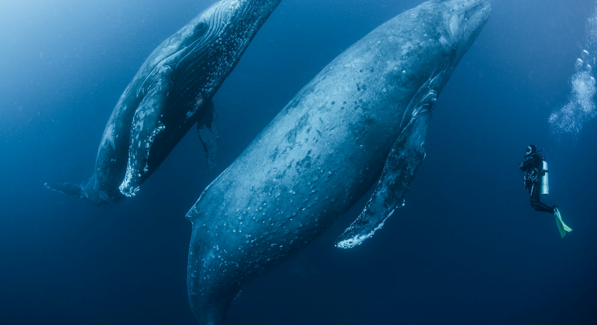 Adult female humpback whale (Megaptera novaeangliae) and younger male escort