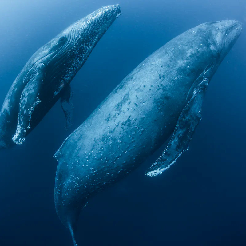 Adult female humpback whale (Megaptera novaeangliae) and younger male escort