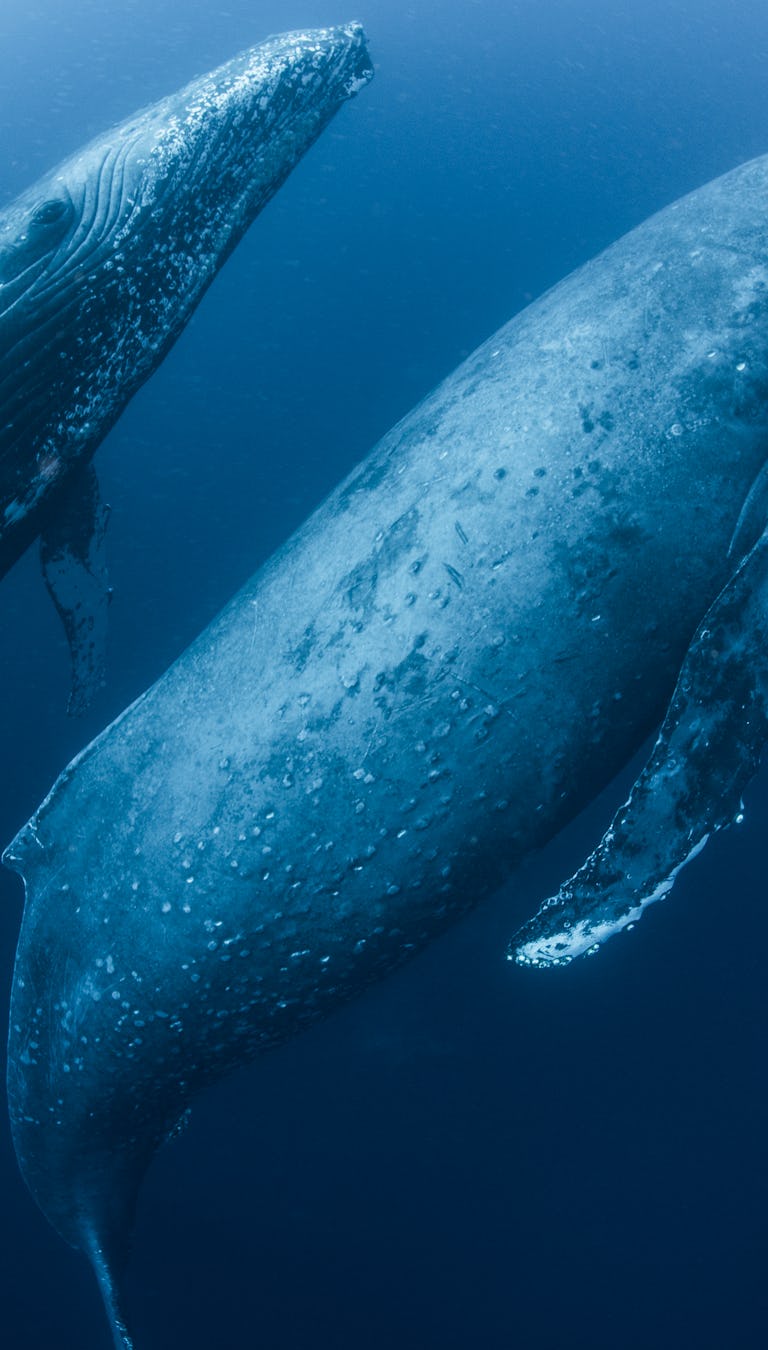 4 ocean animals bouncing back from the brink of extinction