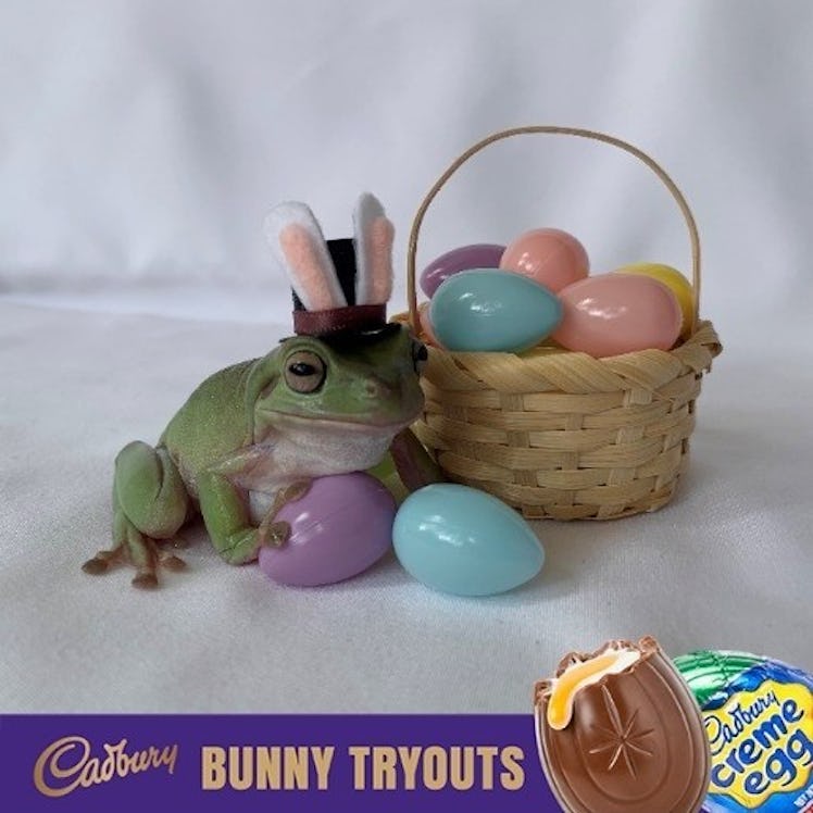 The Cadbury Bunny commercial for 2021 crowned a frog named Betty.