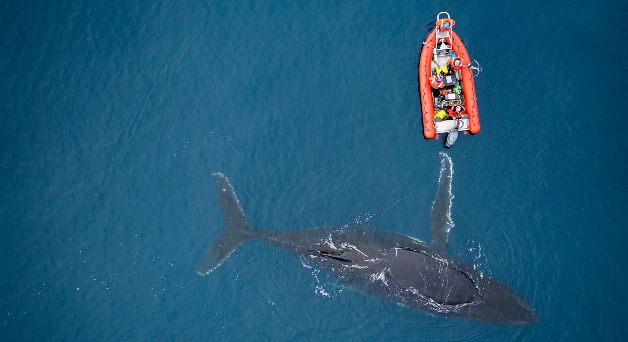 4 ocean animals bouncing back from the brink of extinction