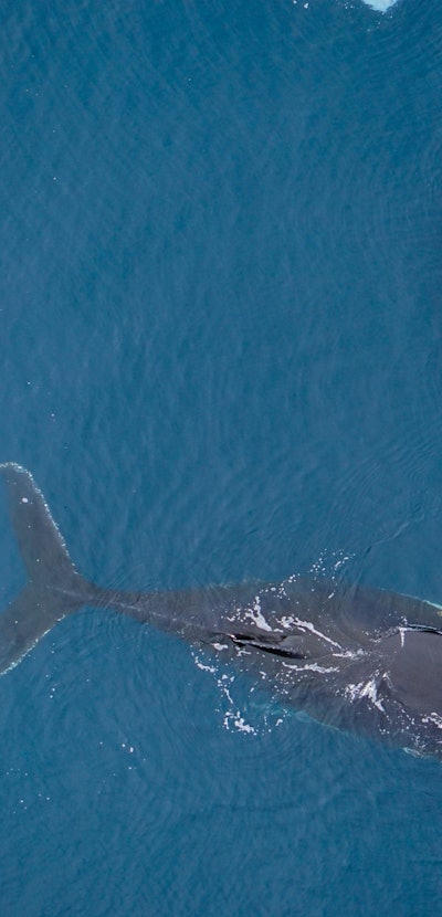 Humpback whale and researchers pictured from a drone