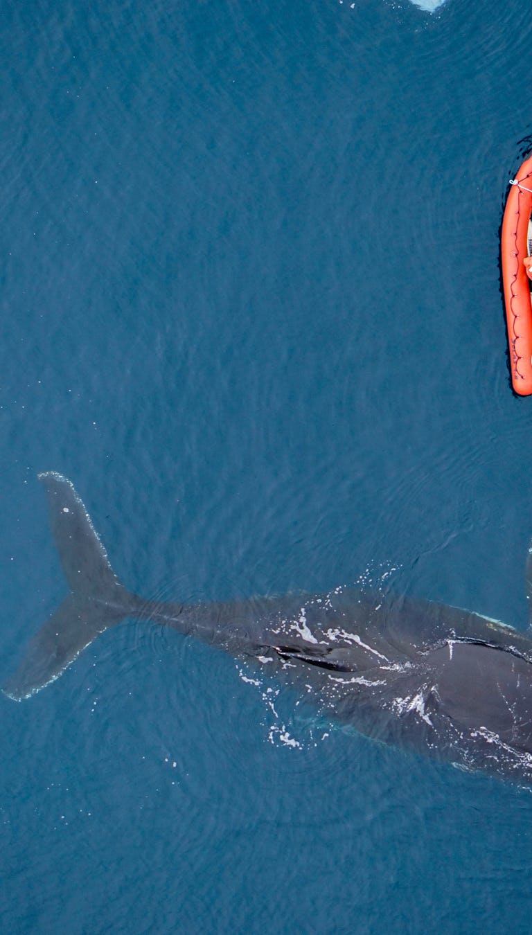 4 ocean animals bouncing back from the brink of extinction