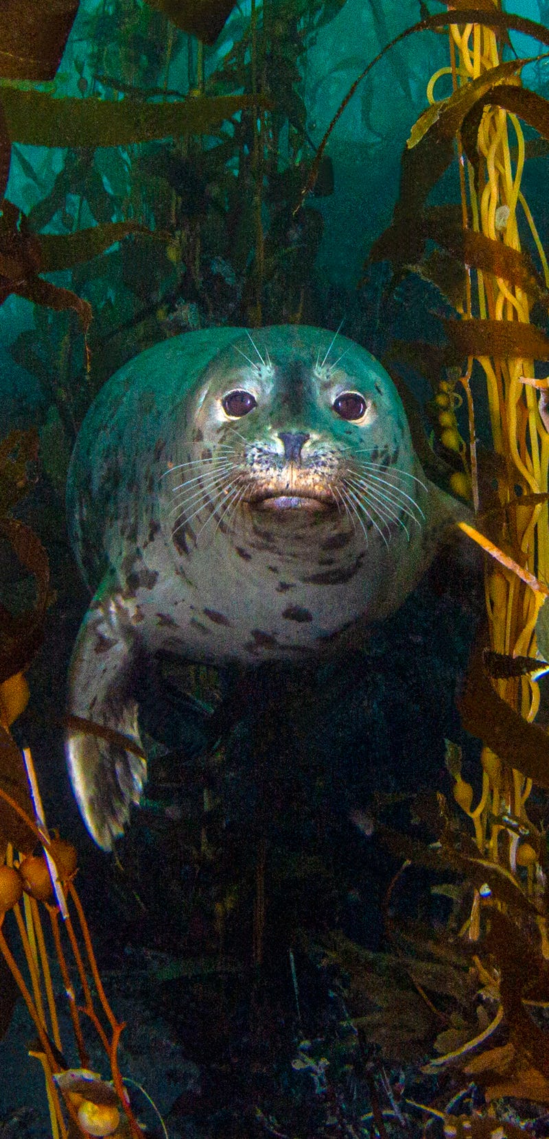Underwater seal in kelp forest