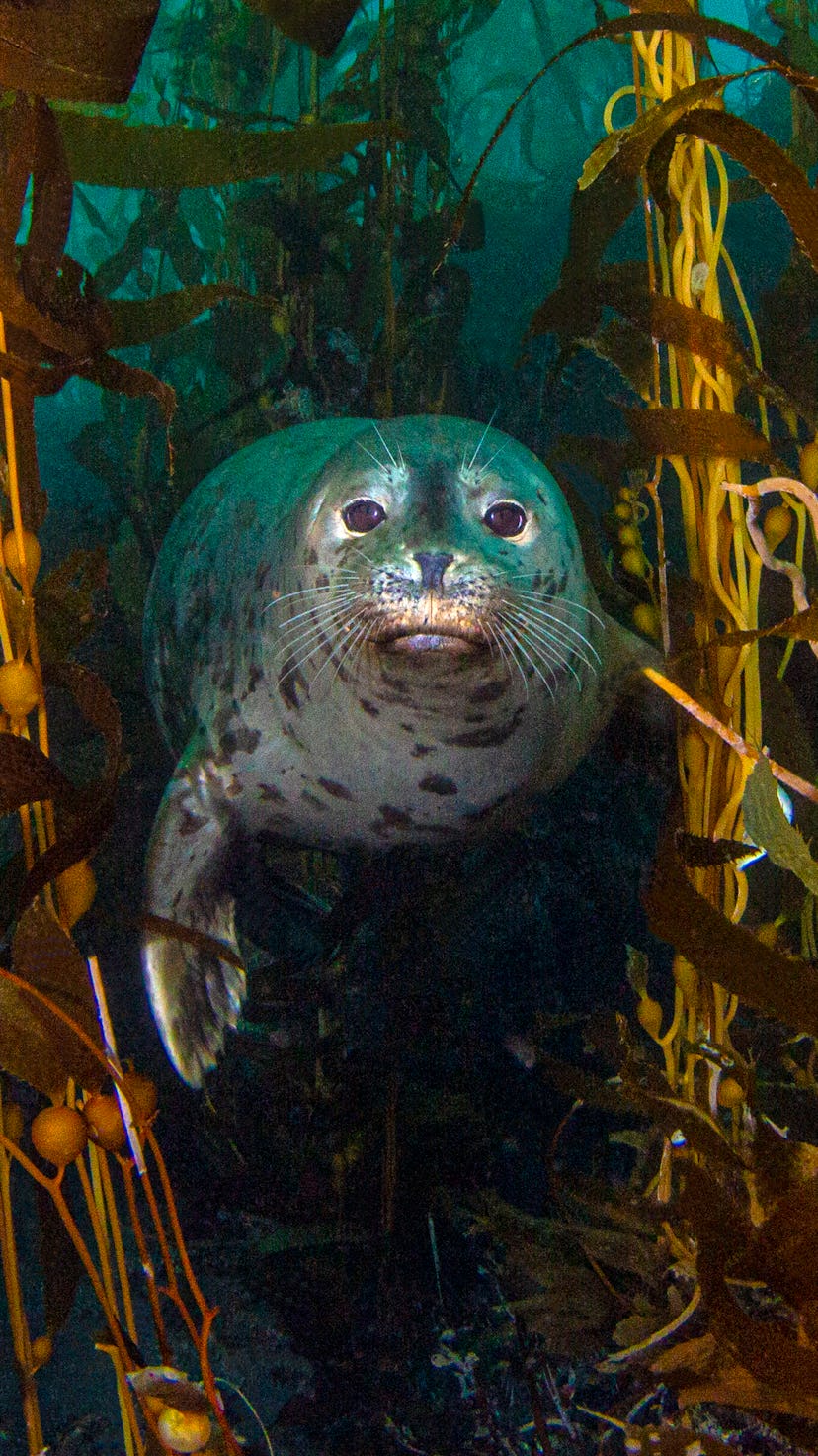 4 ocean animals bouncing back from the brink of extinction