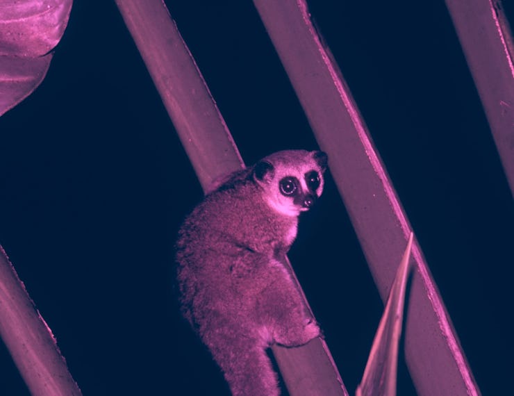 dwarf lemur