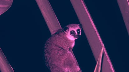 dwarf lemur