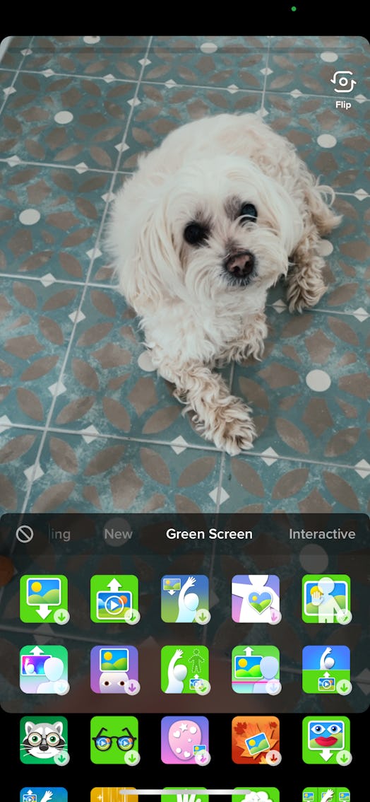 Dog posing for Green Screen effect on TikTok.