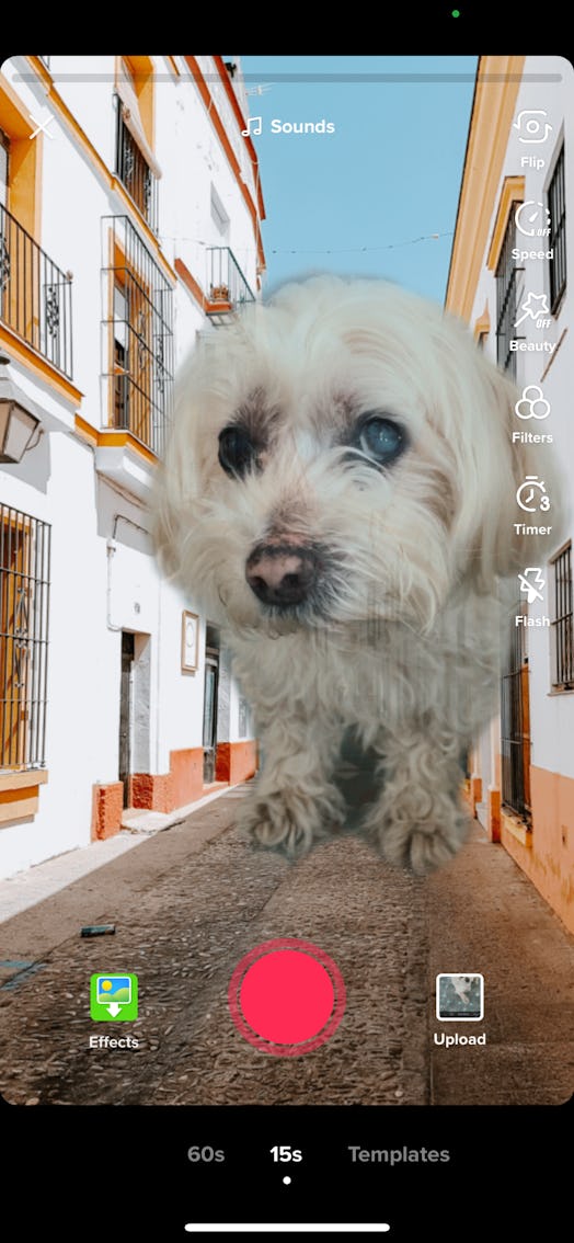 Dog using Green Screen on TikTok