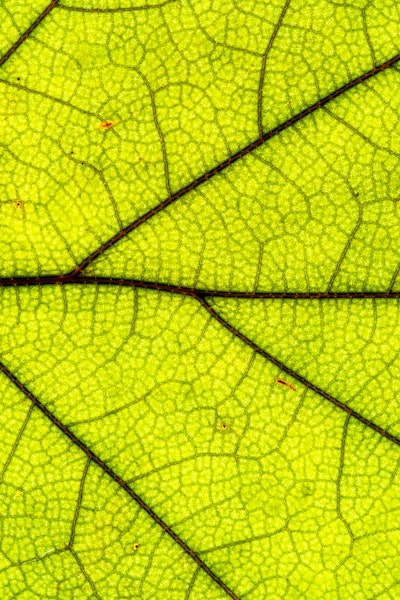 Green leaf texture, close-up.