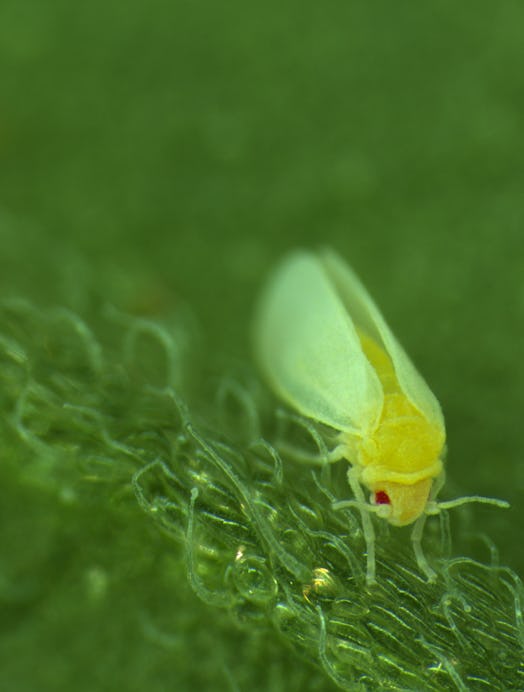 a whitefly on a leaf