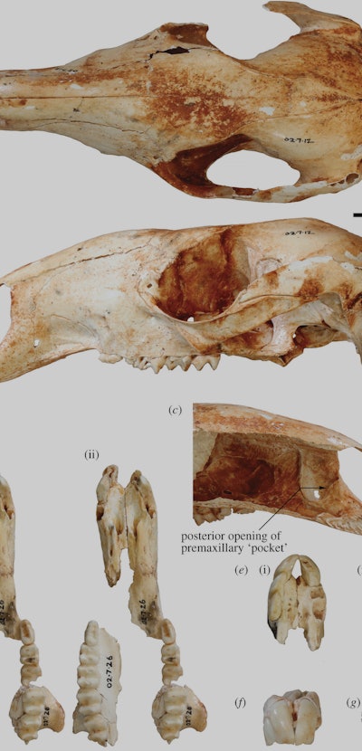 skull of extinct kangaroo