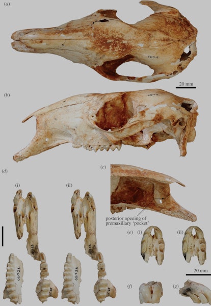skull of extinct kangaroo