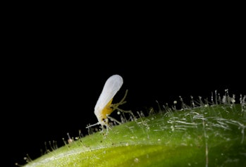 foraging whitefly on leaf