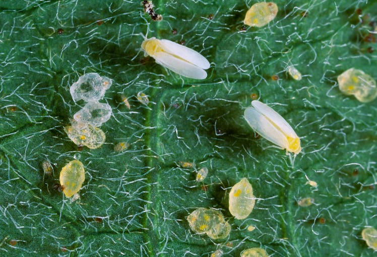 Adult and juvenile whiteflies feed on a cotton leaf.