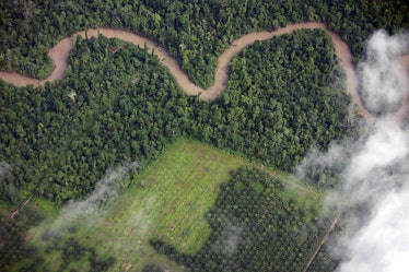 Palm oil plantation; deforestation