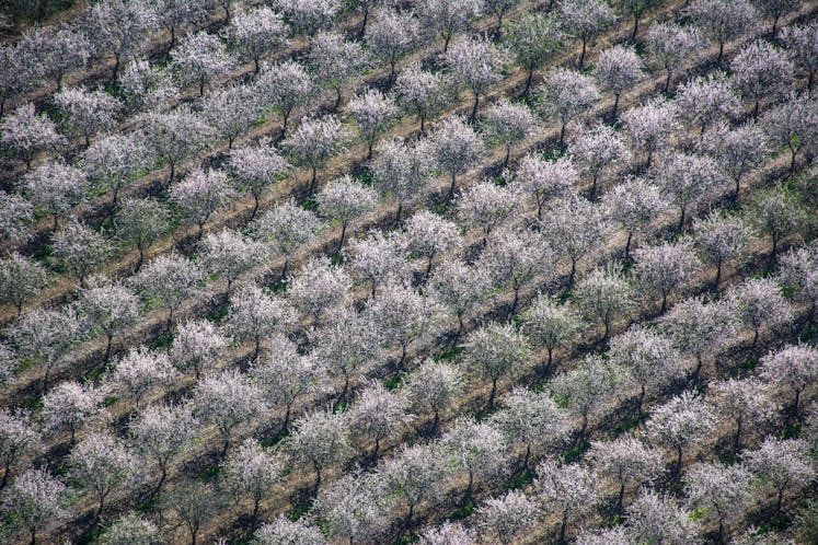 Almond trees; monoculture crop