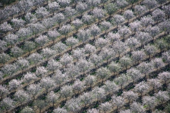 Almond trees; monoculture crop