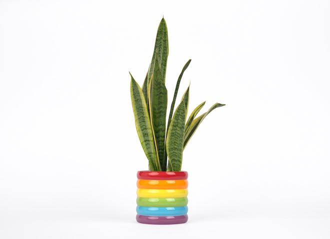 Rainbow plant pot by Doiy