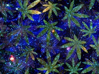 cannabis leaves over a space background