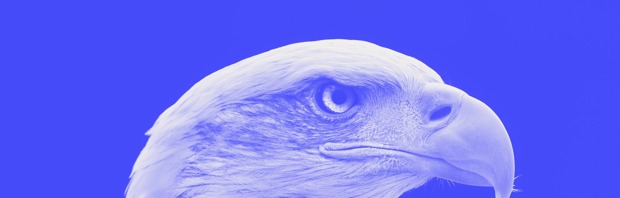 bald eagle