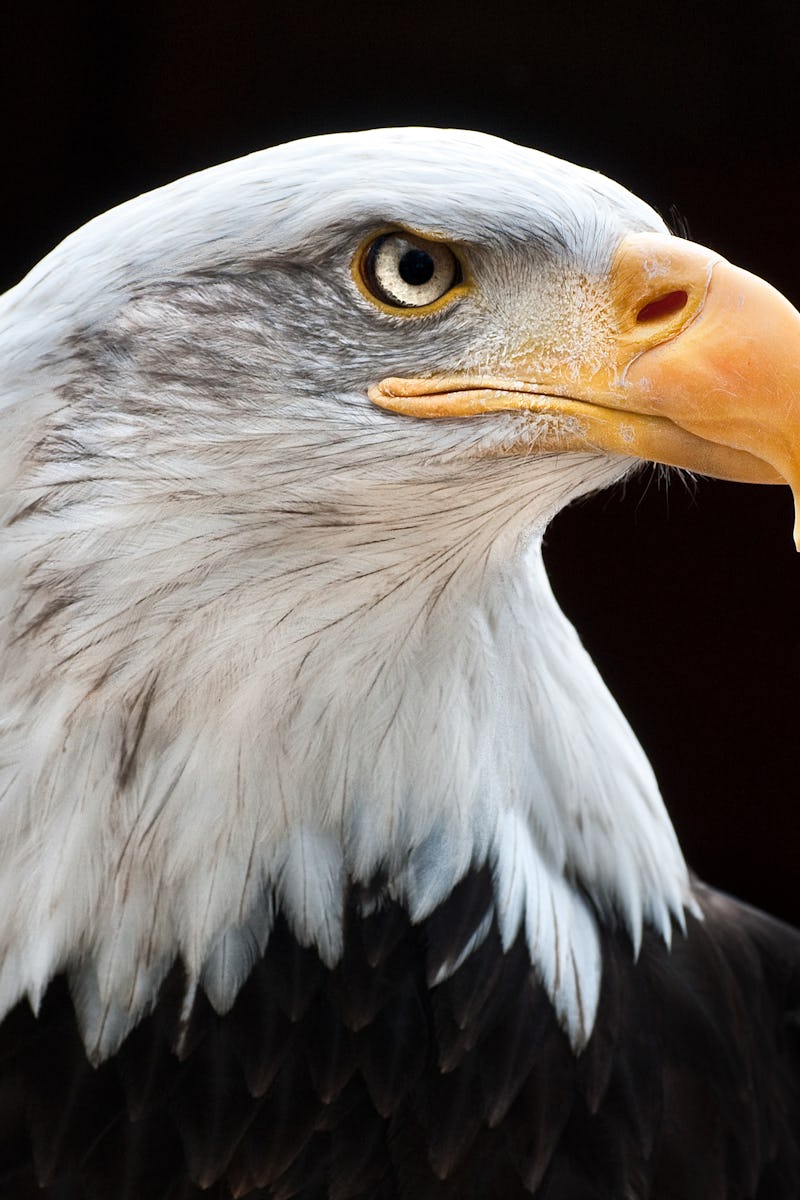 bald eagle