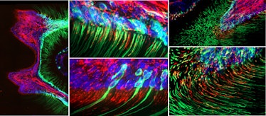 Images showing the odontoblasts in mouse molars