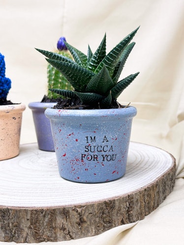 Cute Funny Little Succulent Plant Pot