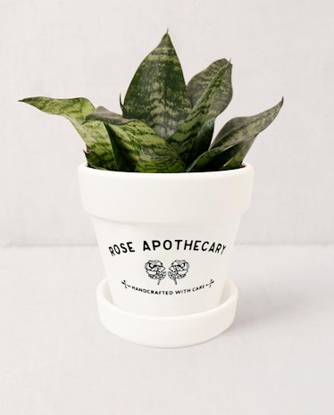 Rose Apothecary Planter