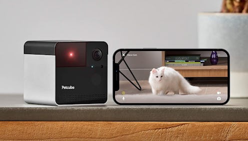 Best pet camera for cats with laser