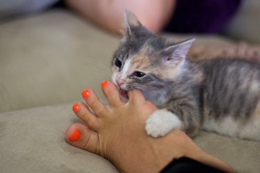 Kitten playfully biting a human foot with orange toenails