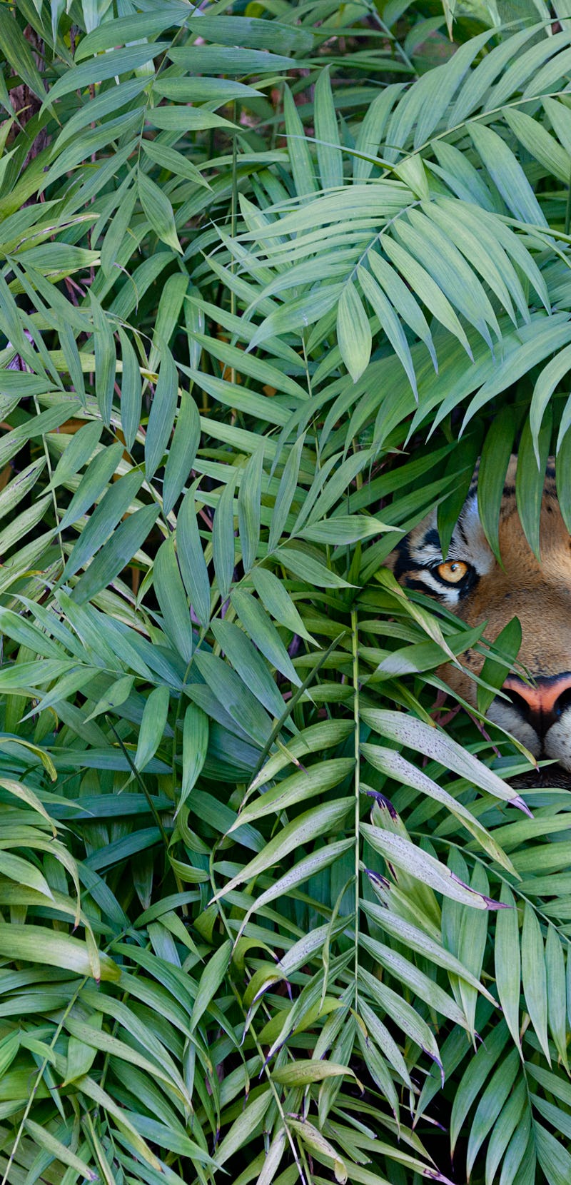 Tiger hiding in forest
