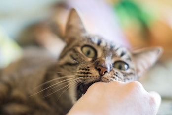 Cat biting owner's hand