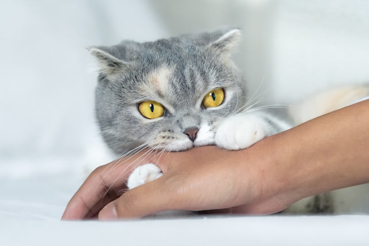 Gray cat biting a human hand