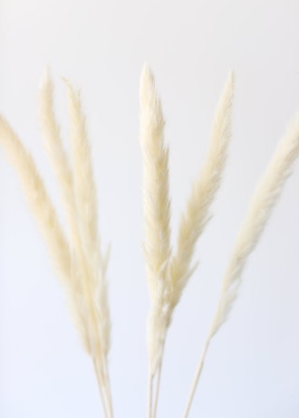 Pack of 6 - Smooth White Natural Pampas Grass - 25-29.5"