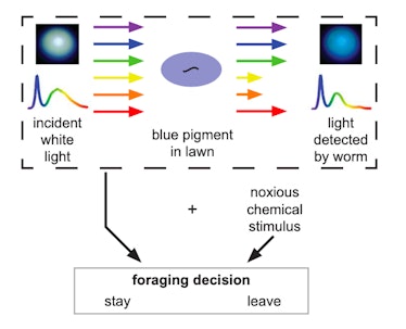 experiment, C. elegans