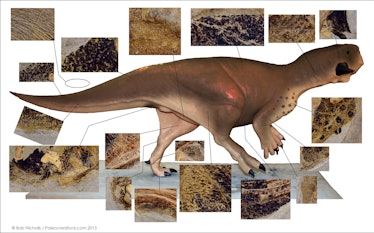 various color patterns for the Psittacosaurus