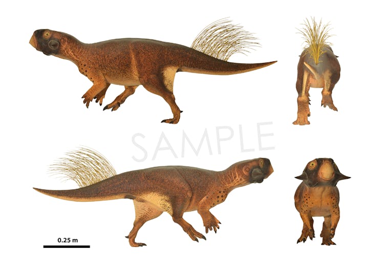 Psittacosaurus sample drawings