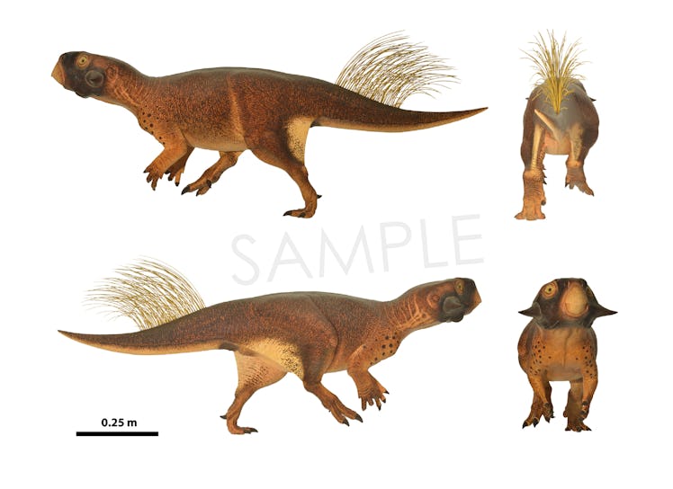 Psittacosaurus sample drawings