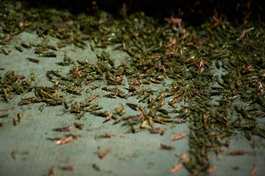 Grasshopper swarm on sidewalk in Las Vegas
