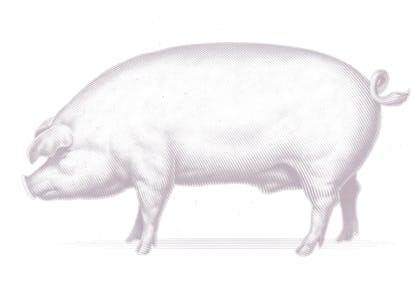 pig