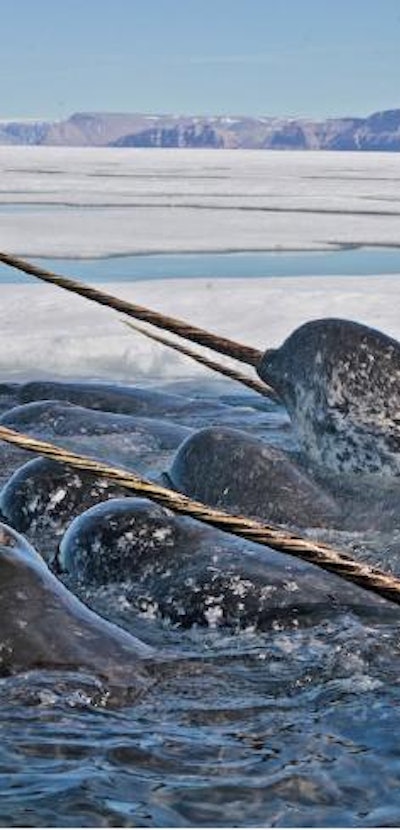 Narwhals with their characteristic spiralled tusks in dense pack ice.