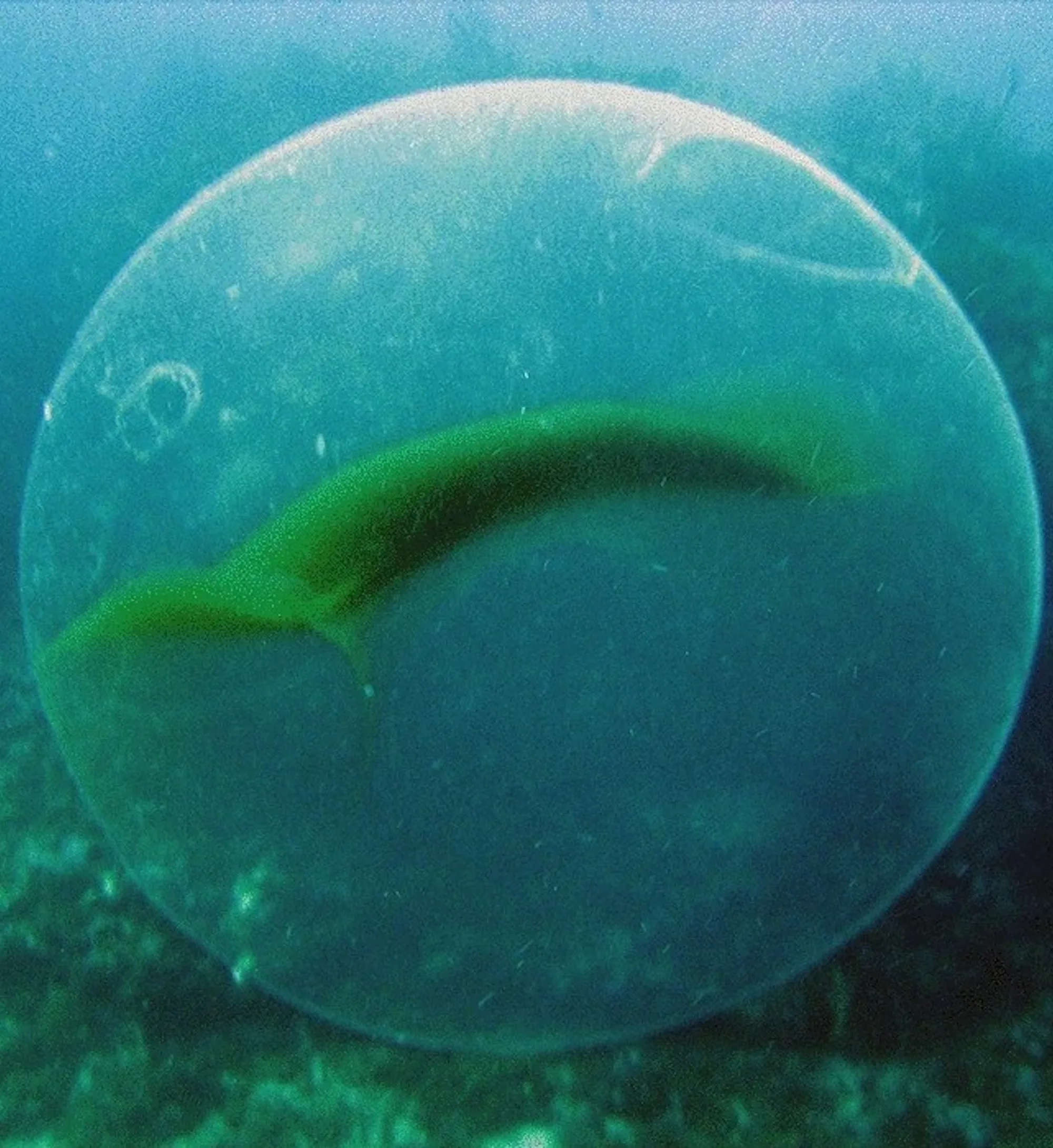 Scientists finally discover the origin of mysterious ocean orbs