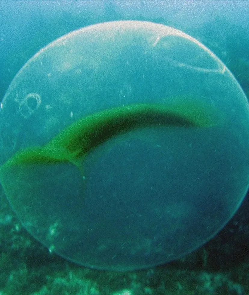 Scientists finally discover the origin of mysterious ocean orbs