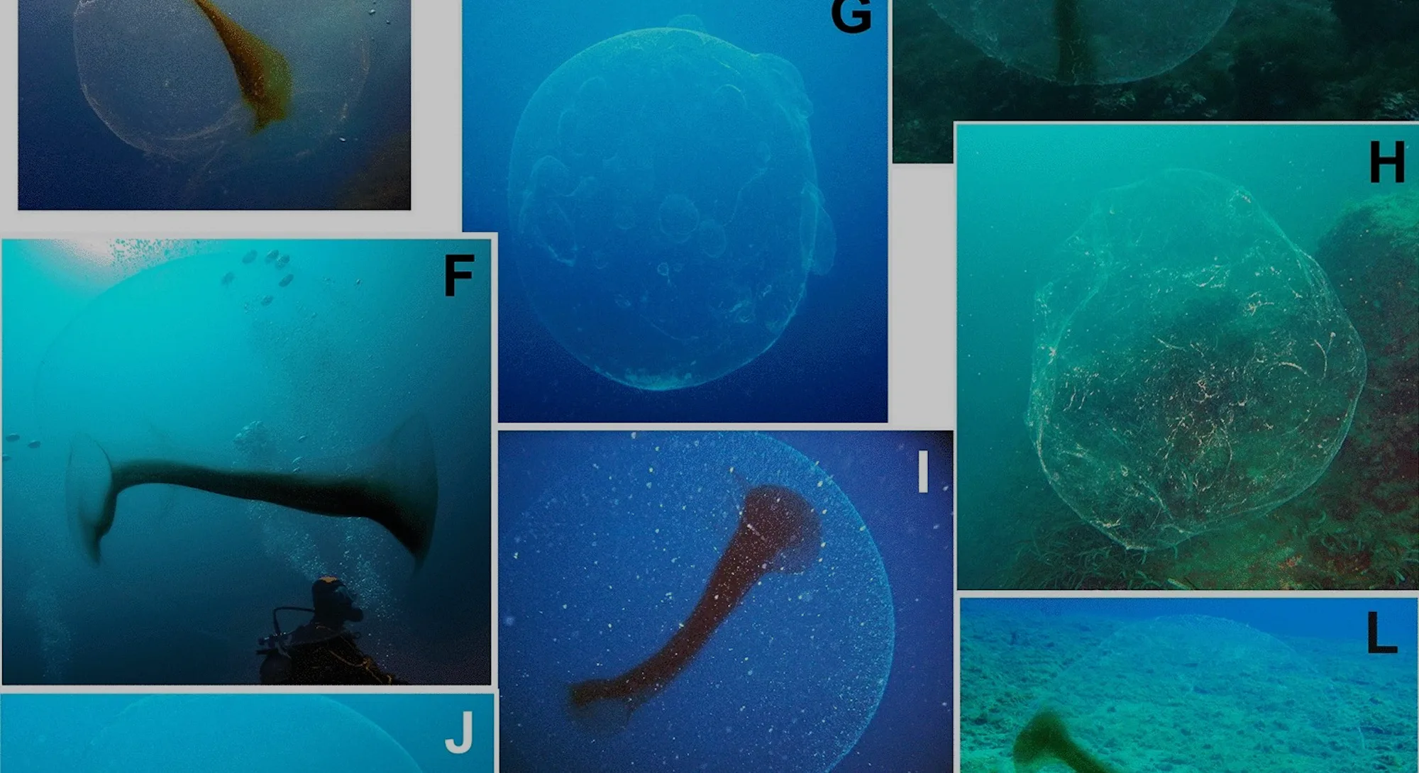 Scientists finally discover the origin of mysterious ocean orbs