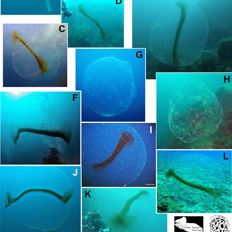 Scientists finally discover the origin of mysterious ocean orbs