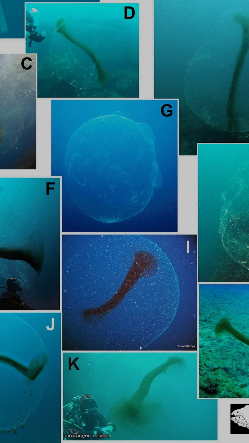 Scientists finally discover the origin of mysterious ocean orbs