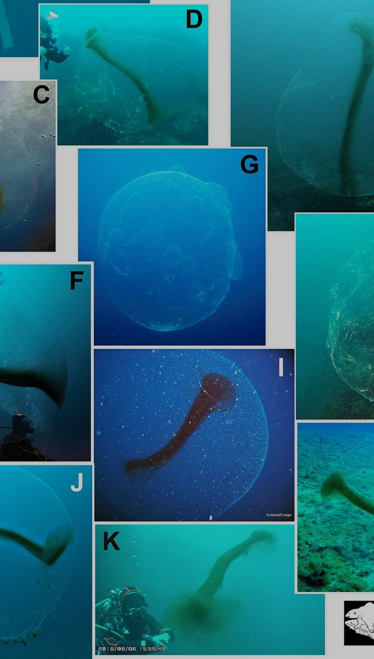 Scientists finally discover the origin of mysterious ocean orbs