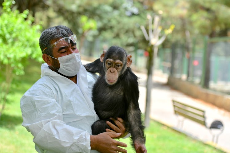 Chimpanzee with caretaker